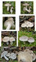 Hygrophorus agathosmus
